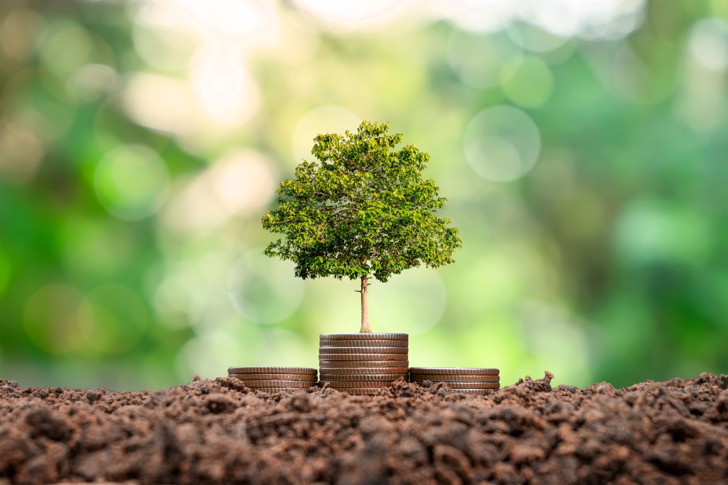 Coins stacked on fertile soil
